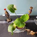 Monstera Thai Constellation, Huis en Inrichting, Ophalen of Verzenden, Halfschaduw, Minder dan 100 cm