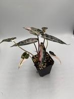 Alocasia Bambino pink variegata, Huis en Inrichting, Kamerplanten, Overige soorten, In pot, Minder dan 100 cm, Bloeiende kamerplant
