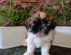 Mooie boomer pups te koop, Dieren en Toebehoren, Nederland, Parvo, Overige rassen, 8 tot 15 weken