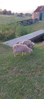 Ouessant schapen, Dieren en Toebehoren, Schapen, Geiten en Varkens, Vrouwelijk, Schaap