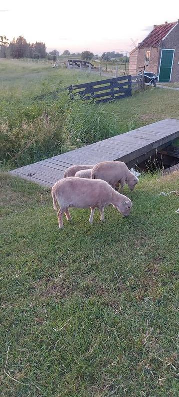 Ouessant schapen beschikbaar voor biedingen