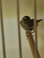 Jonge cuba vinken, Dieren en Toebehoren, Vogels | Overige Vogels, Vrouwelijk, Tropenvogel