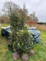 Portugese laurier haag 3x120 kluit 3x150 pot, Ophalen, Laurier, 100 tot 250 cm