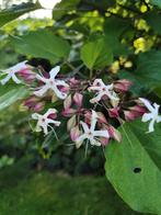 pindakaas boom, Clerodendron Trigotonum, wit, Ophalen, Zomer, Overige soorten, Volle zon