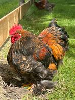 Cochin koppel, Dieren en Toebehoren, Pluimvee, Meerdere dieren, Kip