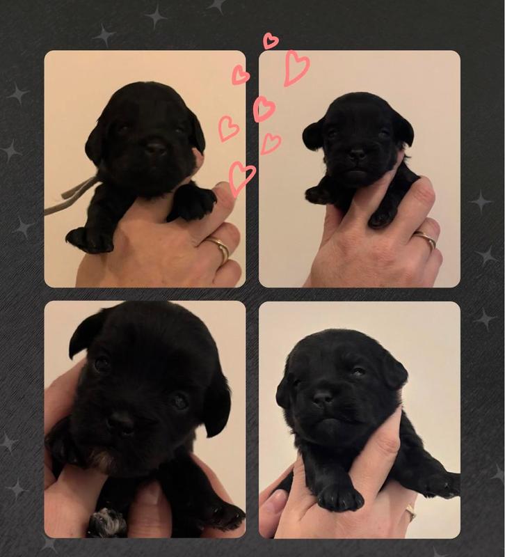 Boomer x fci stamboom toy poedel, Dieren en Toebehoren, Honden | Chihuahua's en Gezelschapshonden, Meerdere dieren, Overige rassen