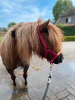 Plekje aangeboden voor (mini) shetlander, Dieren en Toebehoren, Stalling en Weidegang, Weidegang, 1 paard of pony