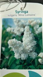 Syringa Mme Lemoine - Sering in 5L pot, Volle zon, Vaste plant, Lente, Ophalen
