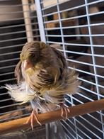 Frise kanarie pop, Dieren en Toebehoren, Vogels | Kanaries, Vrouwelijk, Kleurkanarie