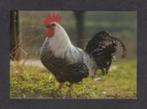 Pluimvee Kippen Brakel Haan Boerderij., Ophalen of Verzenden, 1980 tot heden, Ongelopen, Vogel