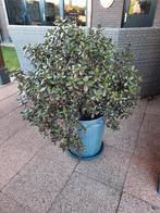 Zeer grote crassula ovata, geldboom., Huis en Inrichting, Ophalen, Vetplant, 100 tot 150 cm, Halfschaduw
