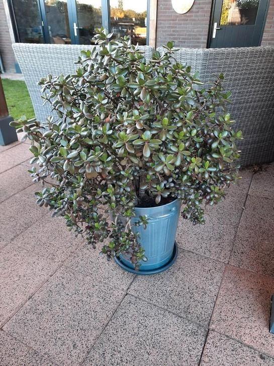 Zeer grote crassula ovata, geldboom., Huis en Inrichting, Kamerplanten, Vetplant, 100 tot 150 cm, Halfschaduw, In pot, Ophalen