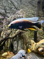 Malawi cichliden, Dieren en Toebehoren, Vissen | Aquariumvissen, Vis