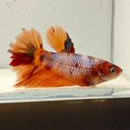 Betta splendens vrouw 04, Dieren en Toebehoren, Vis