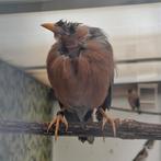 Pagode spreeuwen, Dieren en Toebehoren, Vogels | Overige Vogels, Meerdere dieren