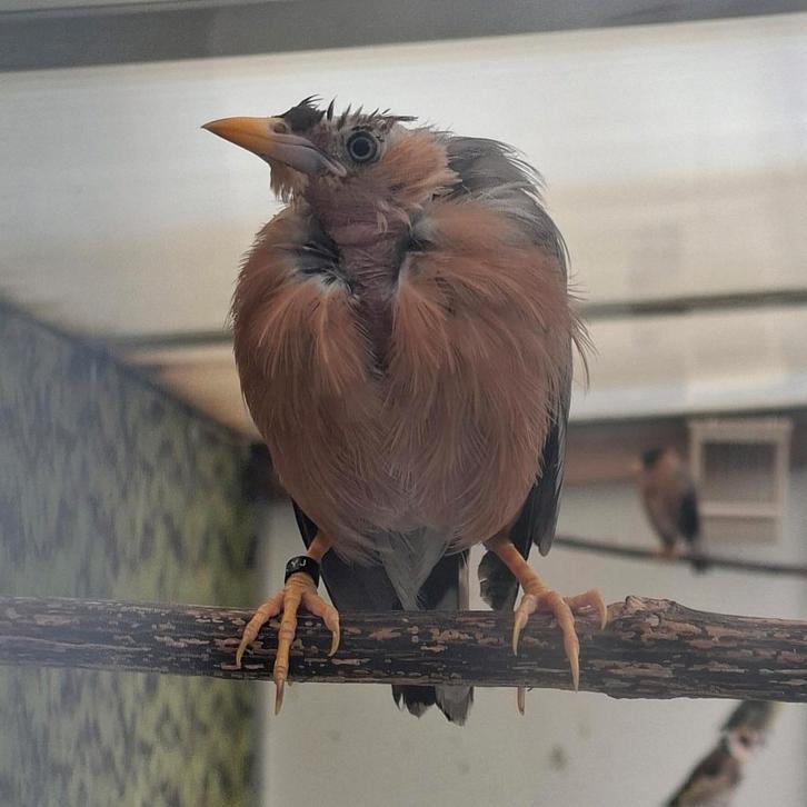 Pagode spreeuwen, Dieren en Toebehoren, Vogels | Overige Vogels, Meerdere dieren
