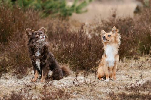 Hondenoppas, Diensten en Vakmensen, Dieren | Honden | Verzorging, Oppas en Les, Particuliere oppas