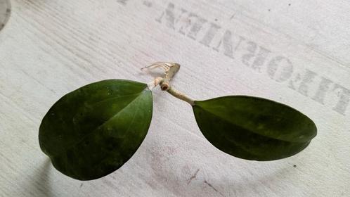 hoya stekken, Huis en Inrichting, Kamerplanten, Overige soorten, Minder dan 100 cm, Ophalen of Verzenden