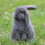 Raszuivere jonge Franse Hangoor koppels van zorgboerderij