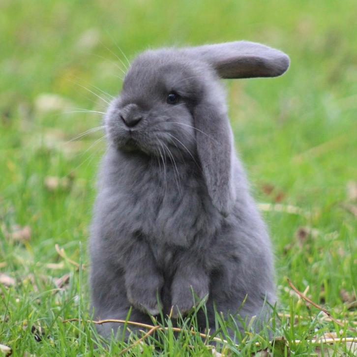 Raszuivere jonge Franse Hangoor koppels van zorgboerderij, Dieren en Toebehoren, Konijnen, Dwerg, Meerdere dieren, 0 tot 2 jaar