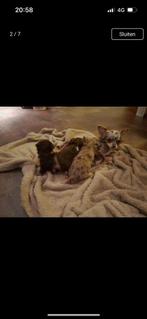 Chihuahua pup mini langhaar  teefje, Dieren en Toebehoren, CDV (hondenziekte), 8 tot 15 weken, Teef, Meerdere
