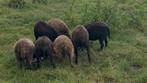 Ouessant stamboek ooien, ram en lammeren te koop, Dieren en Toebehoren, Meerdere dieren, Schaap, 3 tot 5 jaar