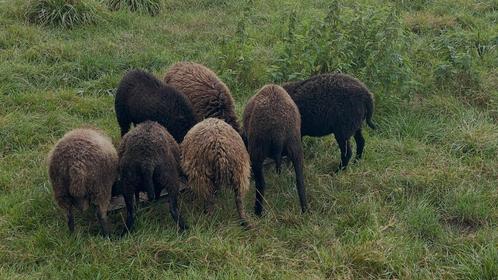 Ouessant stamboek ooien, ram en lammeren te koop, Dieren en Toebehoren, Schapen, Geiten en Varkens, Schaap, Meerdere dieren, 3 tot 5 jaar