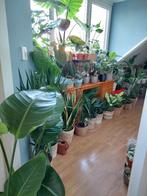 Verschillende kamerplanten -Strelitzia,Alocasia,Ficus,Cactus, Ophalen, Overige soorten, Halfschaduw, Minder dan 100 cm