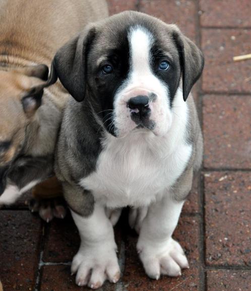 Boerboel ?, Dieren en Toebehoren, Honden | Bulldogs, Pinschers en Molossers, Particulier, Eén hond, Nederland, 8 tot 15 weken