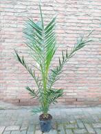 XL Phoenix Canariensis - Canarische Dadelpalm H: 170 cm., Vaste plant, Overige soorten, Ophalen, Bloeit niet
