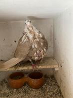 Olie bonte duivin, Dieren en Toebehoren, Vogels | Duiven, Vrouwelijk, Kropper
