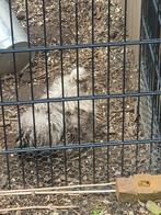 Prachtige krul zijdehoen haan, grijs gratis, Dieren en Toebehoren, Pluimvee, Mannelijk, Kip
