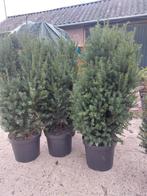 Taxus hillii, Ophalen, Taxus, Minder dan 100 cm