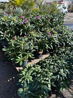 Rhodondendron planten wit en roze van kleur, Tuin en Terras, Planten | Struiken en Hagen, Ophalen of Verzenden, Overige soorten
