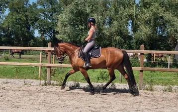 LEUKE WERKWILLIGE PONY!! beschikbaar voor biedingen