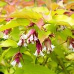 Fazantenbes, Leycesteria formosa Golden Lanterns., Vaste plant, Halfschaduw, Zomer, Ophalen