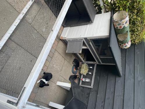 Konijnen met hok en ren, Dieren en Toebehoren, Konijnen, Klein, Mannelijk, 0 tot 2 jaar