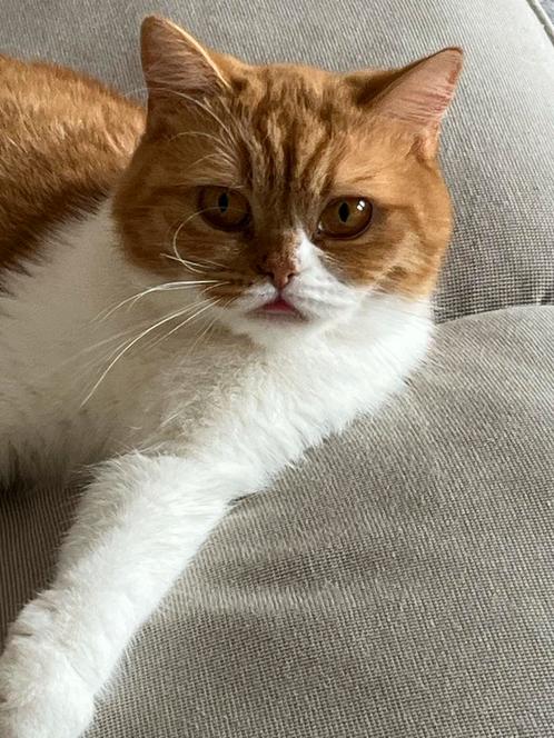 British kort haar, Dieren en Toebehoren, Katten en Kittens | Overige Katten, Poes