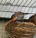 Te Koop Diverse Tropen, Dieren en Toebehoren, Vogels | Overige Vogels, Meerdere dieren, Tropenvogel