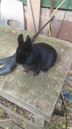 Kleur dweg, Dieren en Toebehoren, Knaagdieren, Mannelijk, Cavia