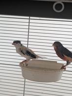 Kanarie 30€, Dieren en Toebehoren, Vogels | Overige Vogels, Meerdere dieren, Tropenvogel
