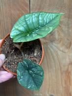 Alocasia platinum albo white wit mint variegata plant, Ophalen of Verzenden, Halfschaduw, Minder dan 100 cm