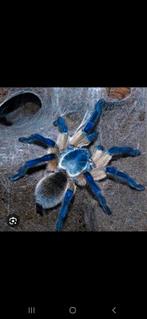 14x balfouri  met terrarium, Dieren en Toebehoren