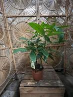 Pachira 80cm