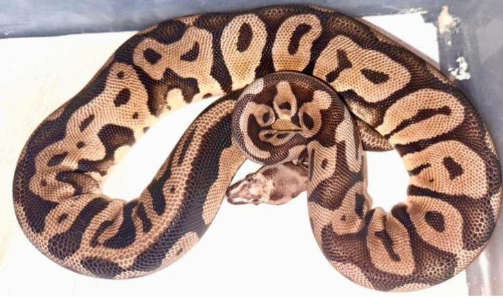 0.1 Microscale Pastel Leopard 100% het. Candy ph. Pied/Clown