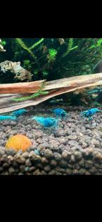 Blue Bolts blauwe garnalen high grade!, Kreeft, Krab of Garnaal