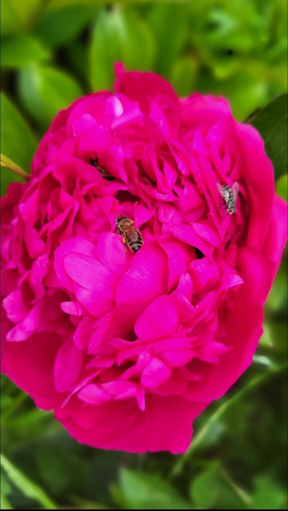 Pioenroos stekken - Gemengde soorten, Tuin en Terras, Bloembollen en Zaden, Wortelstok, Ophalen of Verzenden