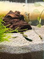 Green Jade Extreme - Neocaridina Garnalen, Dieren en Toebehoren, Vissen | Aquariumvissen, Kreeft, Krab of Garnaal, Zoetwatervis