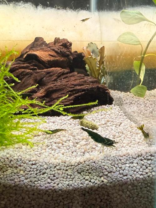 Green Jade Extreme - Neocaridina Garnalen, Dieren en Toebehoren, Vissen | Aquariumvissen, Zoetwatervis, Kreeft, Krab of Garnaal