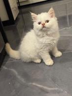 Britse kittens, Meerdere dieren, Ontwormd, 0 tot 2 jaar